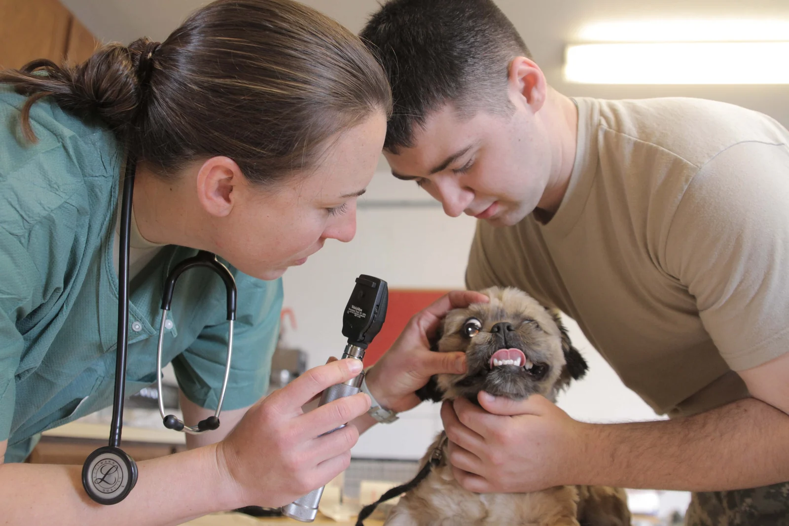Veteriner kliniği