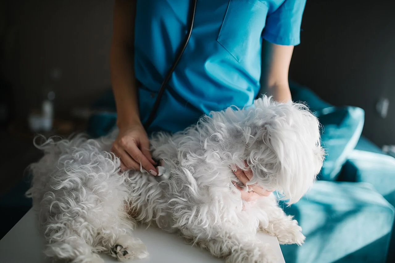 Veteriner kliniği